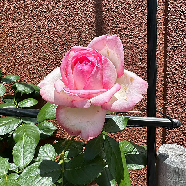 RoseLife5818さんの部屋