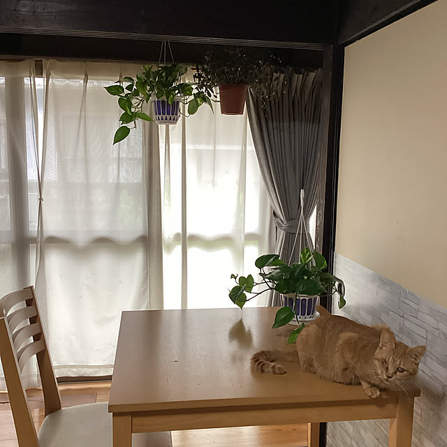 conatuさんの実例写真