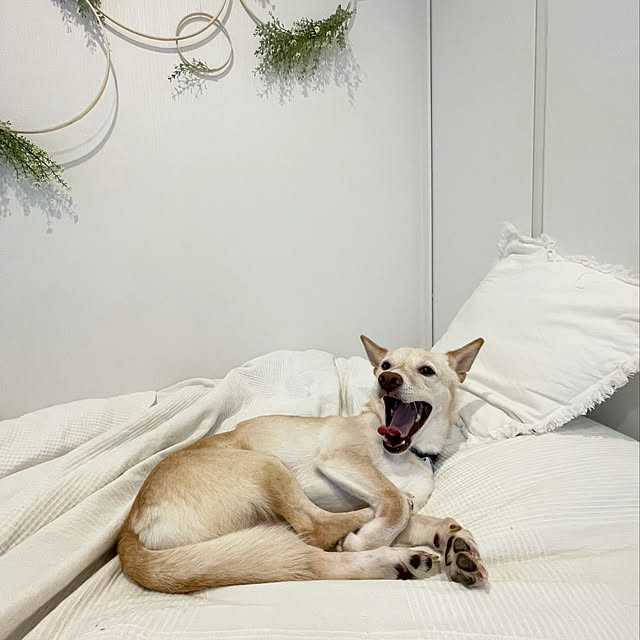 maruさんの実例写真