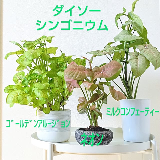 YuriYuriさんの部屋