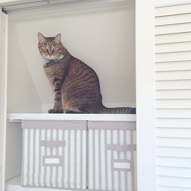 lovecatさんの実例写真