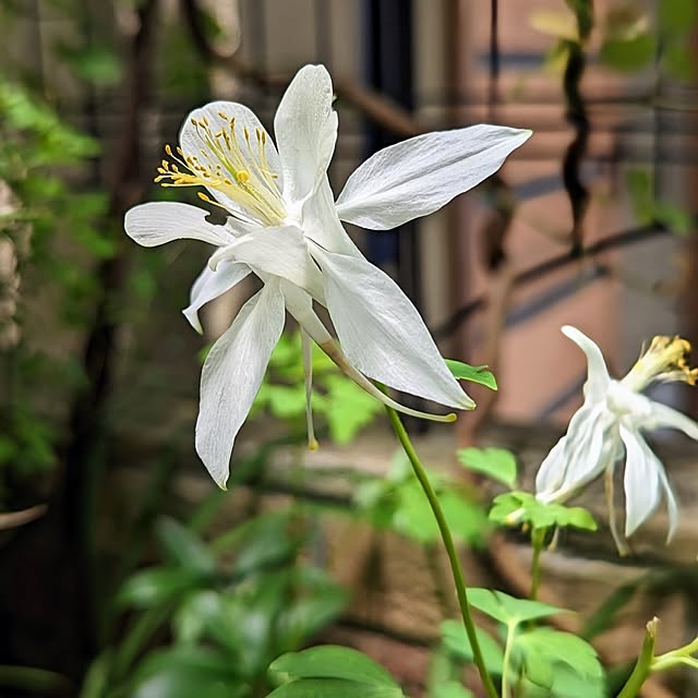 aromameさんの部屋
