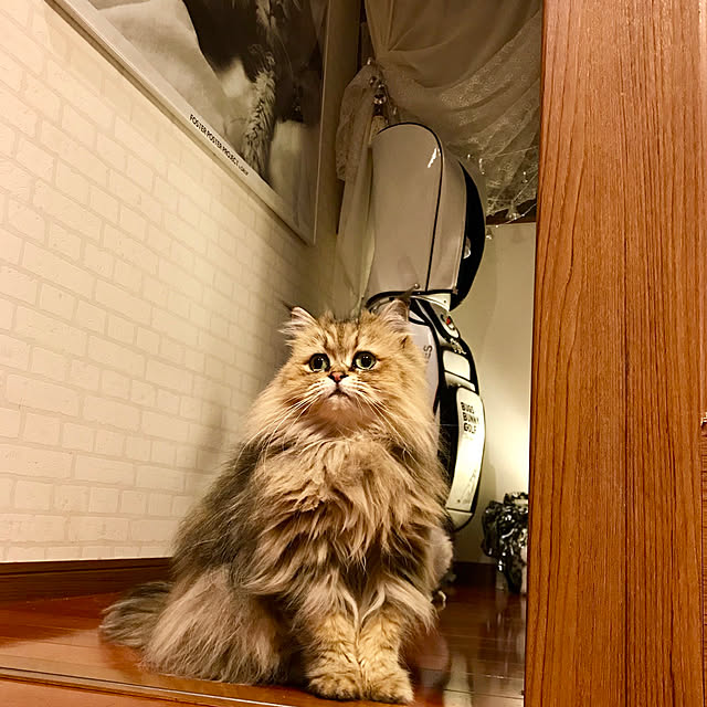 butachanさんの実例写真