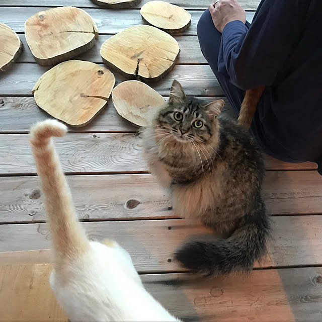 sakurasakuさんの実例写真