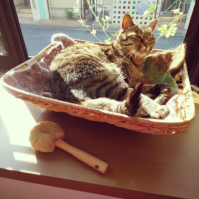 komugiさんの実例写真
