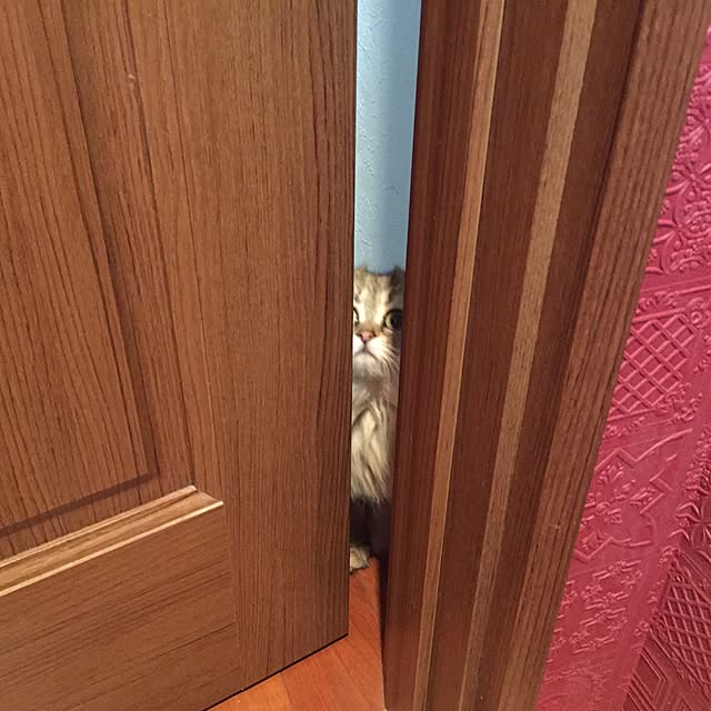 butachanさんの実例写真