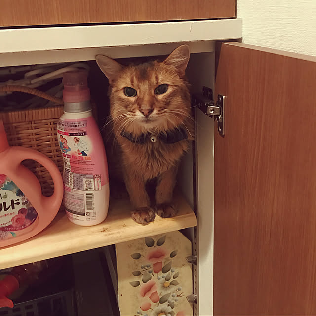 yukarinさんの実例写真