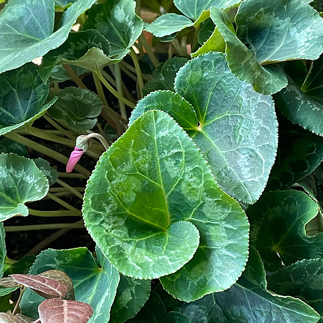 buchiさんの部屋