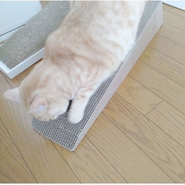 heart.emiemi57.whiteさんの実例写真