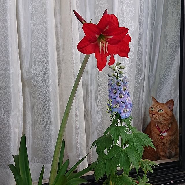 NOAHさんの実例写真
