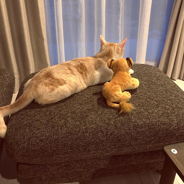 kssyさんの実例写真