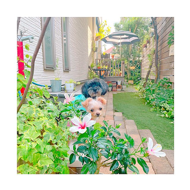 risaさんの実例写真