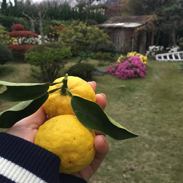 suzyさんの実例写真