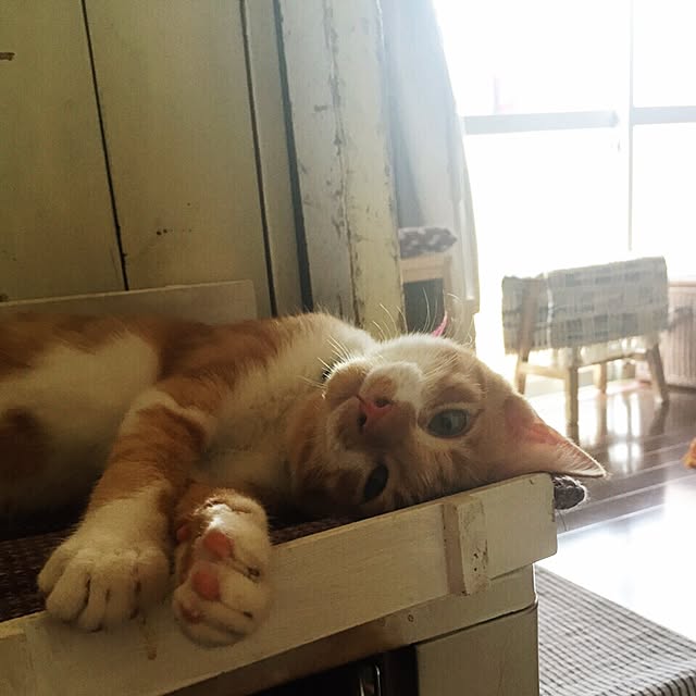 latteさんの実例写真