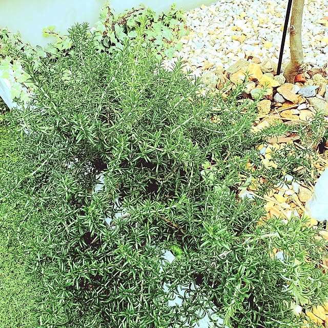 rimoleoさんの部屋