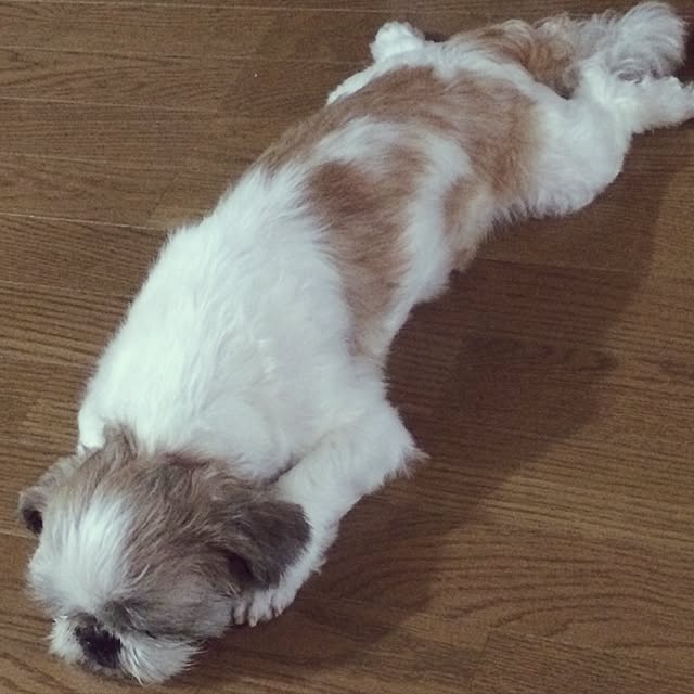 lenkaさんの実例写真