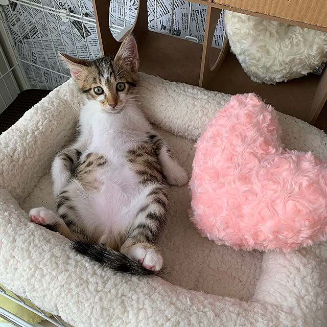 Miyureさんの実例写真