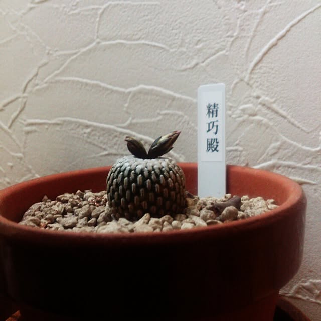 marieさんの実例写真