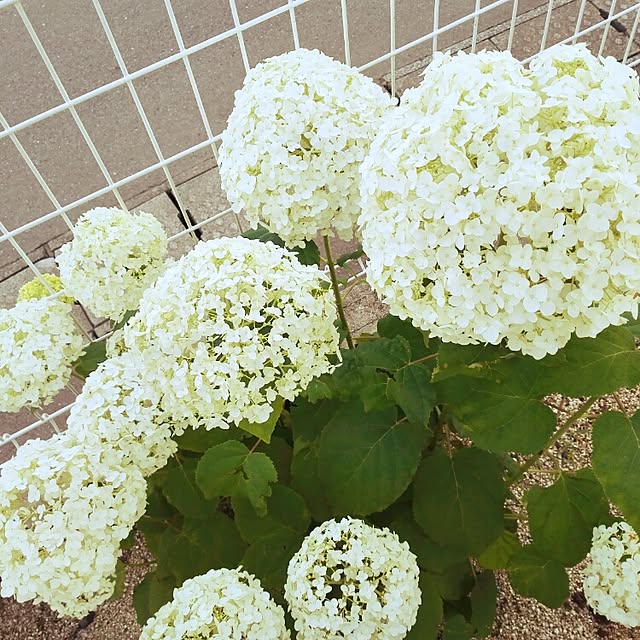 実例写真