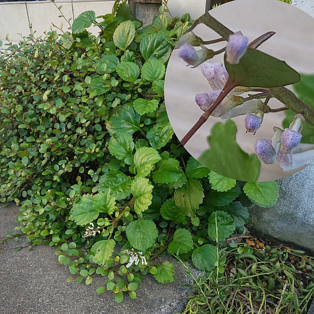 mmpoohさんの実例写真