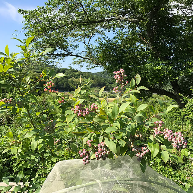 sakurasakuさんの実例写真