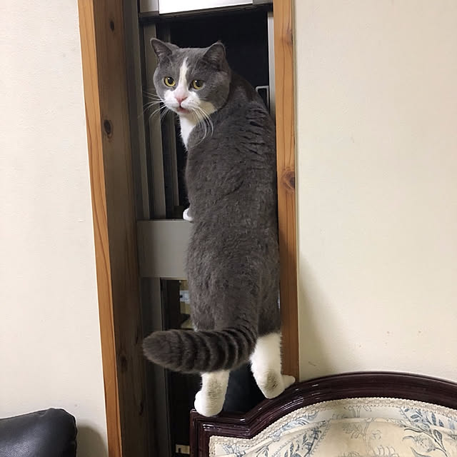 darumaさんの実例写真