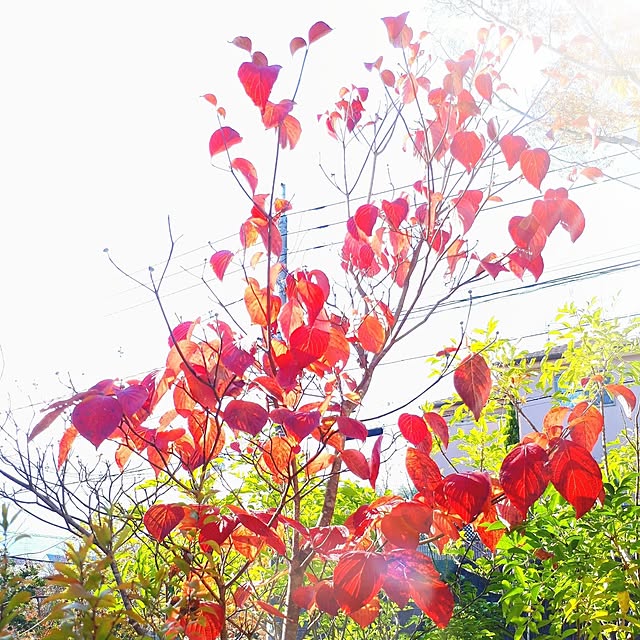 min_nimさんの実例写真