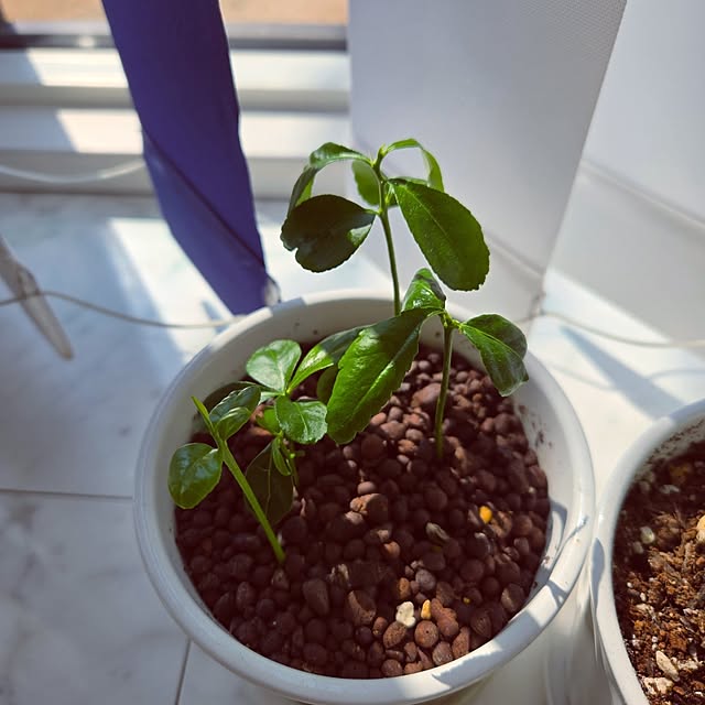 mutyukingさんの部屋