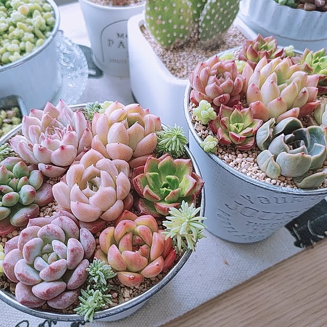 cocomintさんの部屋