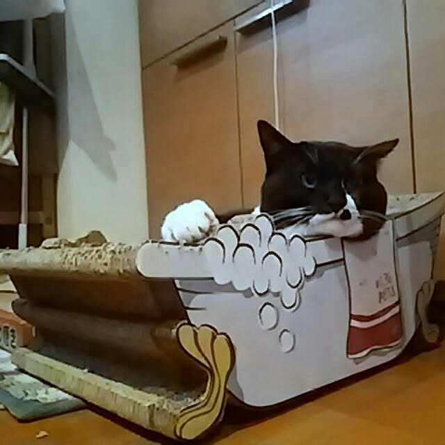 spinetailさんの実例写真