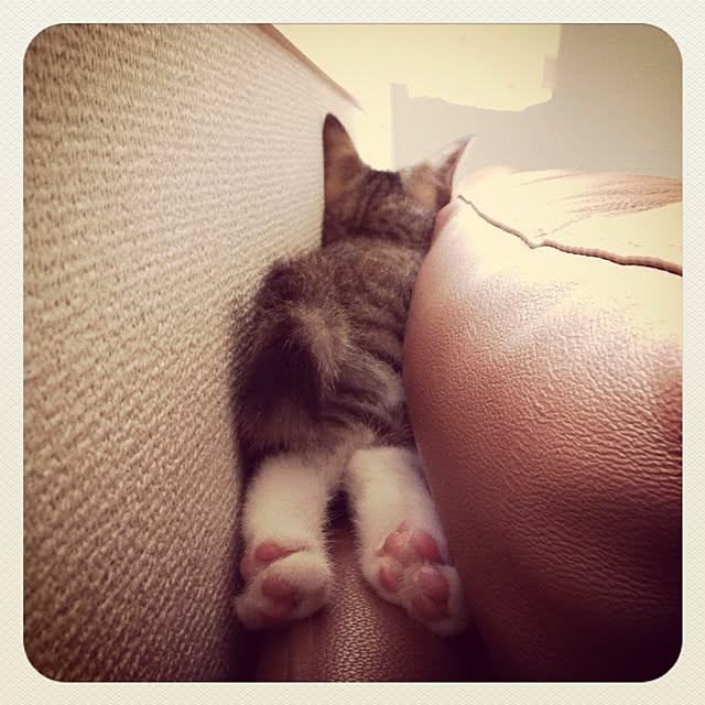 壁/天井/ねこのインテリア実例 - 2012-08-11 21:28:19
