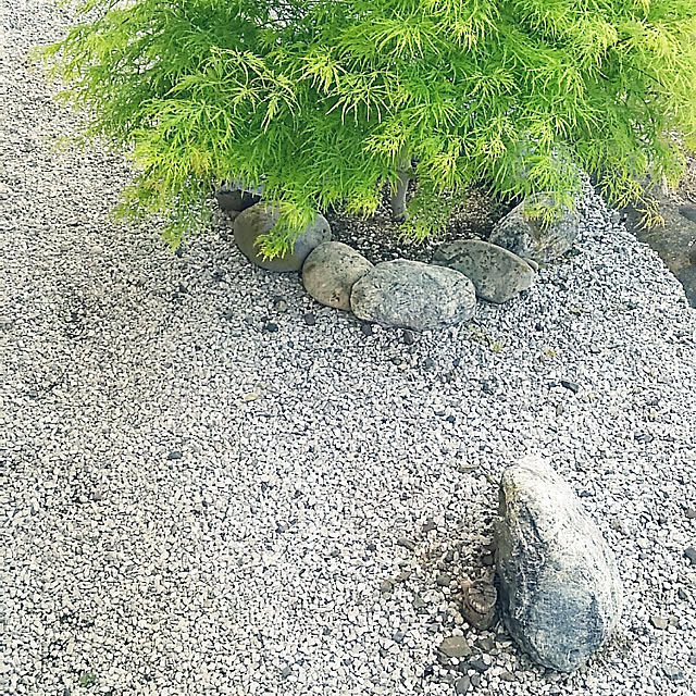 庭/花が好き♡/やり過ぎ隊/お気に入り♡/いいね&フォローありがとうございます☆...などのインテリア実例 - 2019-05-07 08:59:20