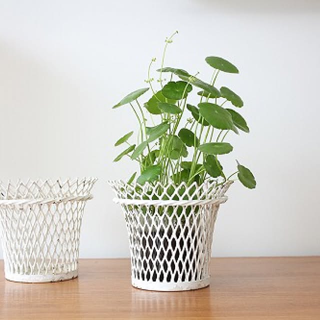 Shinjiさんの実例写真