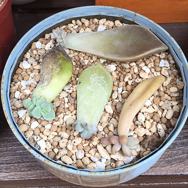ratiasuzさんの実例写真