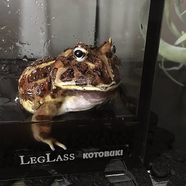 kaerucoさんの実例写真