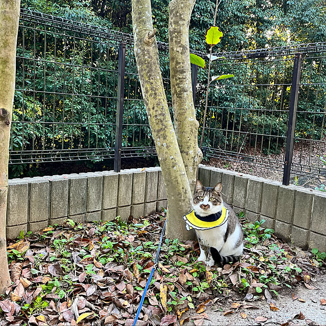 jijiさんの実例写真