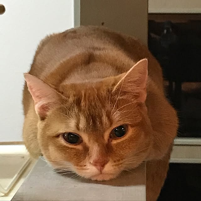 amo69xxさんの実例写真