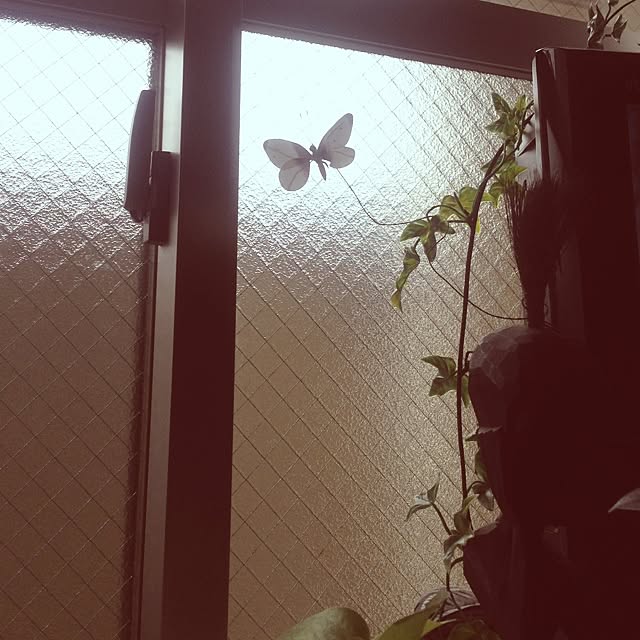 pekoさんの実例写真