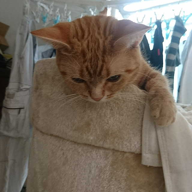 shinobuさんの実例写真