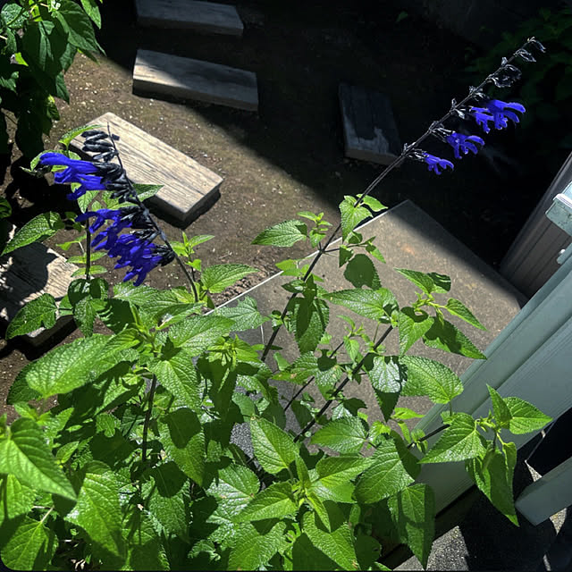 Ohigeさんの部屋