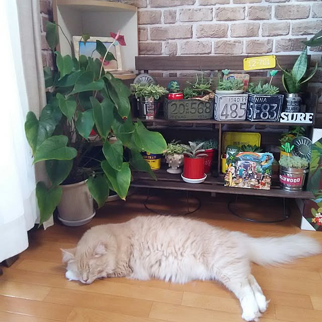 koto.ohanaさんの実例写真