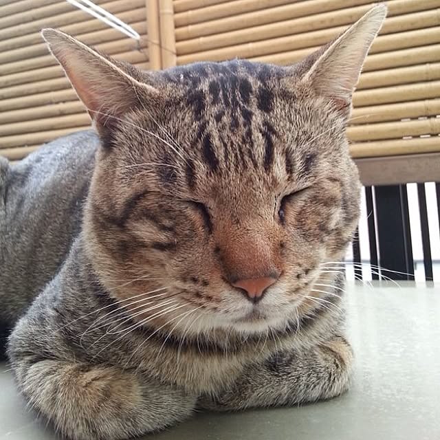 PrePolicさんの実例写真