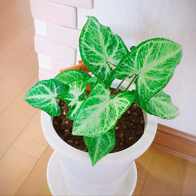 asamiさんの実例写真