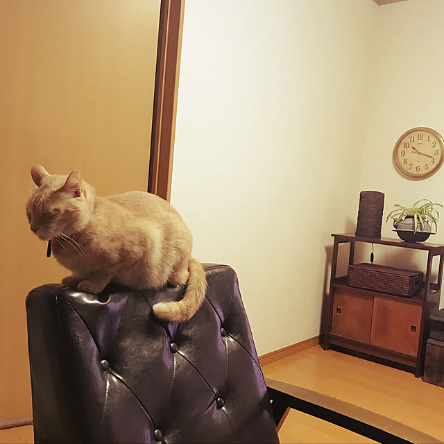 mikan161さんの実例写真
