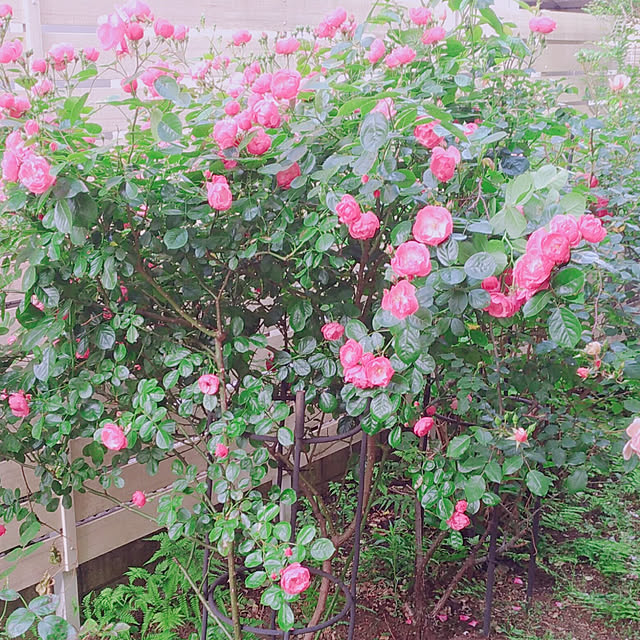 magnoliaさんの実例写真