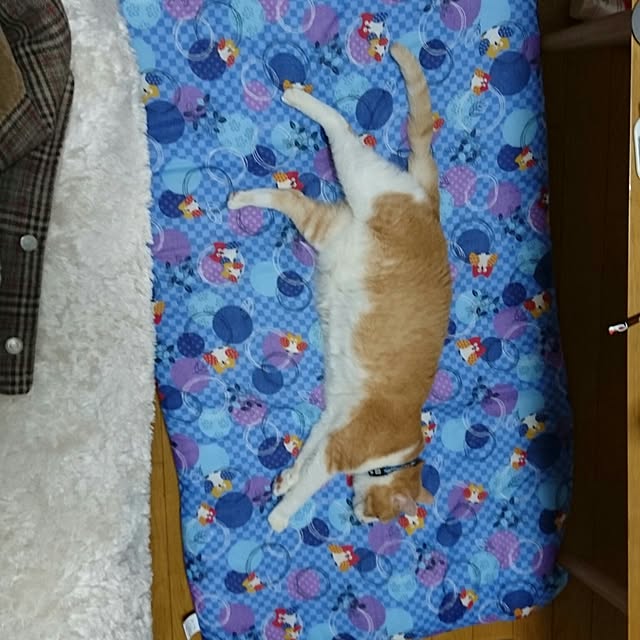 youさんの実例写真