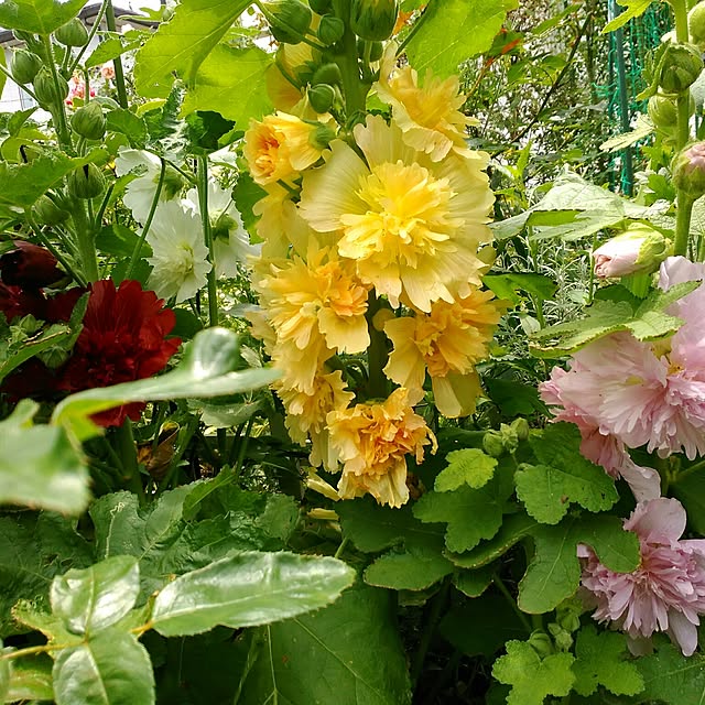 shoko0420さんの実例写真