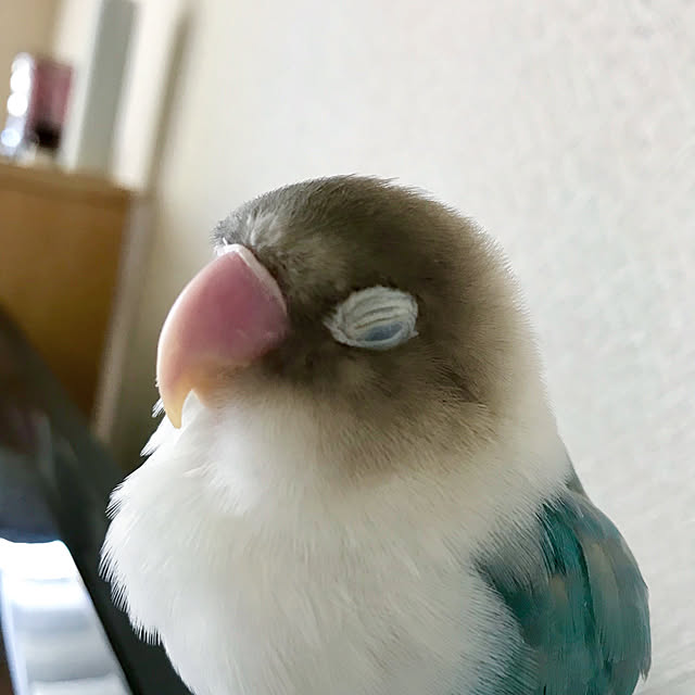部屋全体/シンプル/インコと暮らす家/無印良品/狭いリビングのインテリア実例 - 2018-03-24 09:39:21