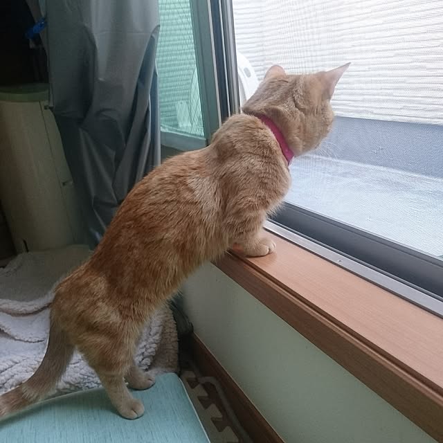 shinobuさんの実例写真