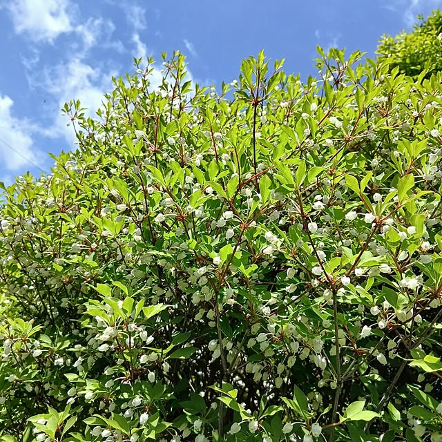 chidorinさんの実例写真